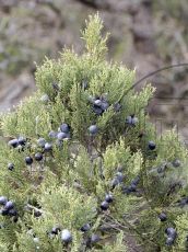 Juniperus-excelsa_норма